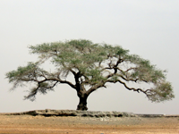 zanbal